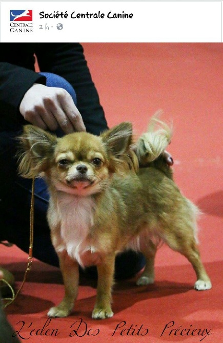 De L'Eden Des Petits Precieux - DOG SHOW MARSEILLE 2016