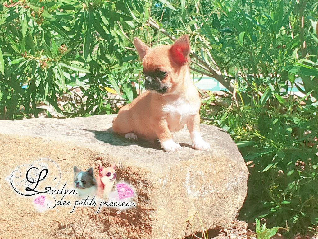De L'Eden Des Petits Precieux - Chihuahua - Portée née le 12/03/2020
