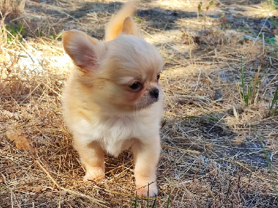 De L'Eden Des Petits Precieux - Chihuahua - Portée née le 14/04/2022