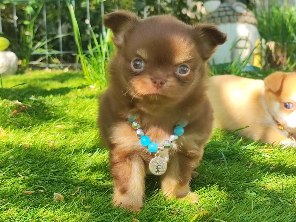 De L'Eden Des Petits Precieux - Chihuahua - Portée née le 23/03/2022