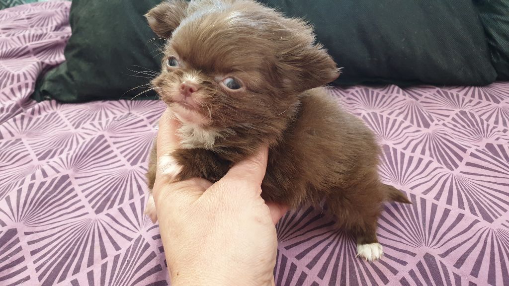 De L'Eden Des Petits Precieux - Chihuahua - Portée née le 21/12/2019