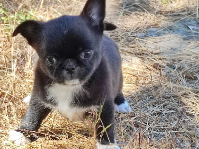 CHIOT 2